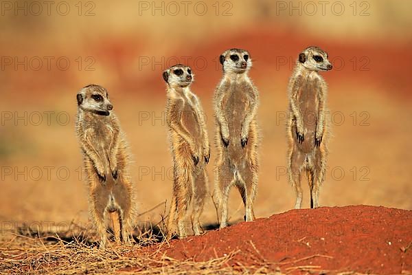 Meerkats