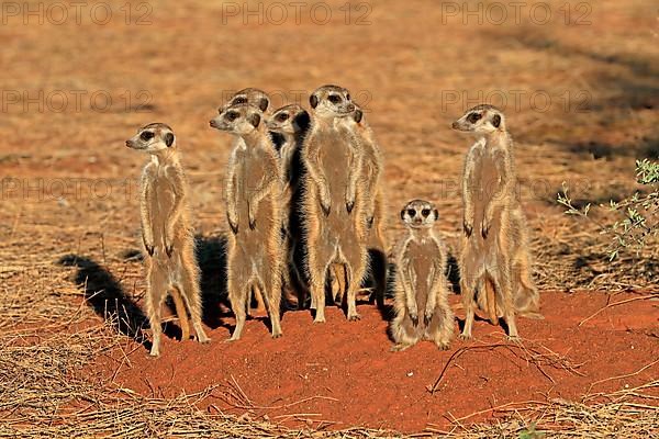 Meerkats