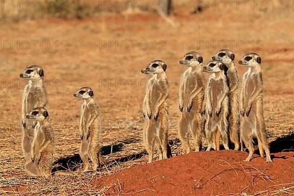 Meerkats