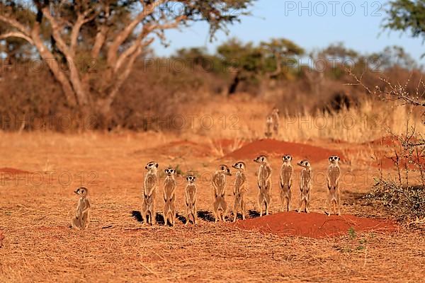 Meerkats