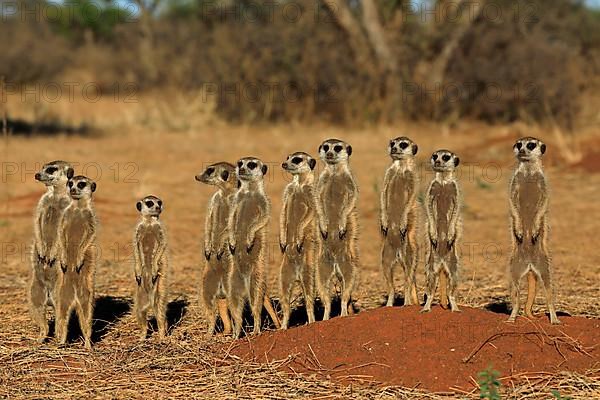 Meerkats