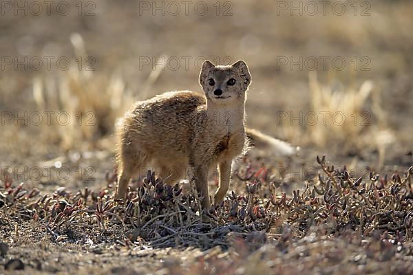 Yellow mongoose