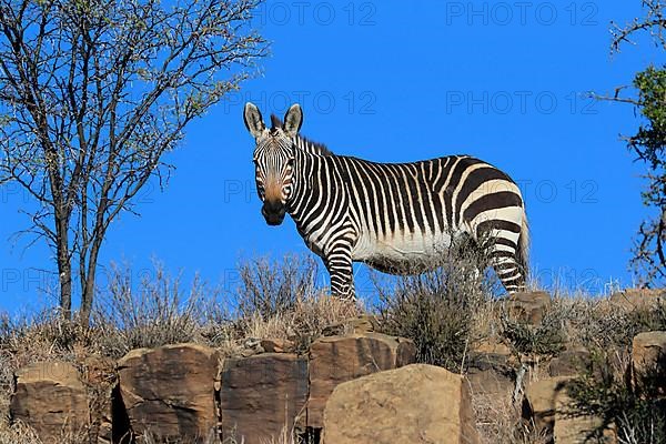 Cape Mountain Zebra