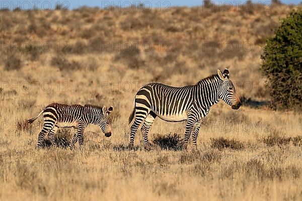 Cape Mountain Zebra