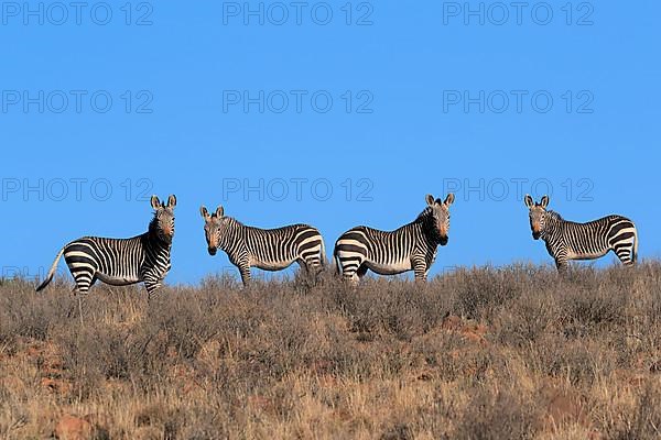 Cape Mountain Zebra