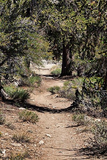 Hiking trail through protected area Ancient Bristlecone Pine Forest