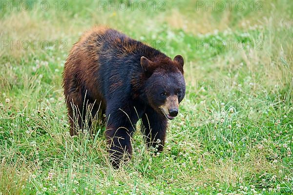 Black bear