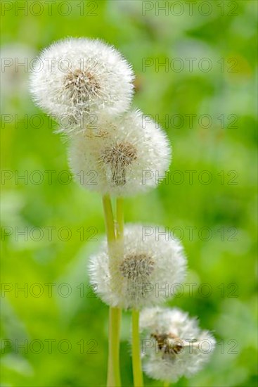 Common dandelion