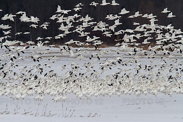 Snow geese