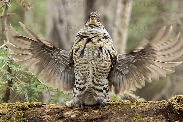 Ruffed grouse