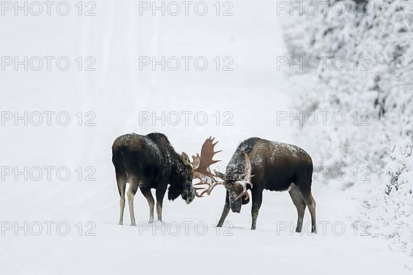 Two bull moose fight on a snowy forest road during the rut. Alces americanus