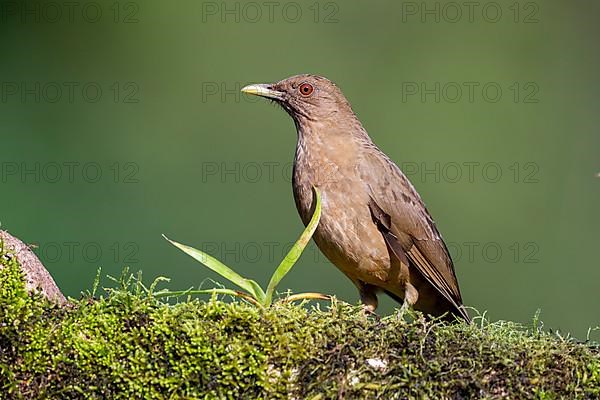 Clay-colored thrush