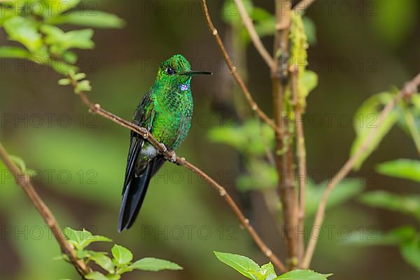 Green-crowned brilliant