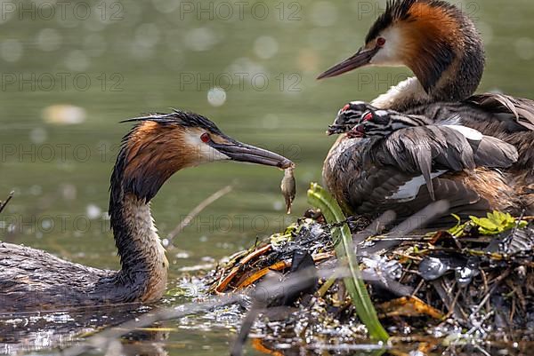 Great Crested Grebe