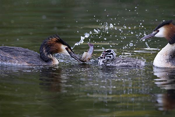 Great Crested Grebe