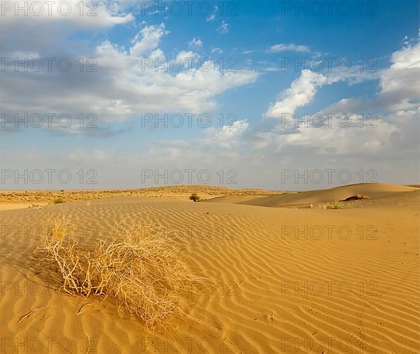 Dunes of Thar Desert. Sam Sand dunes