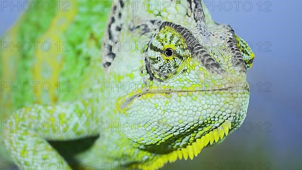 Adult green Veiled chameleon
