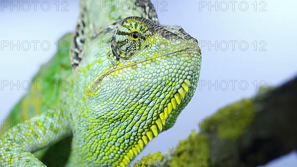 Adult green Veiled chameleon