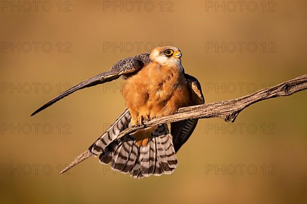 Red-footed Falcon