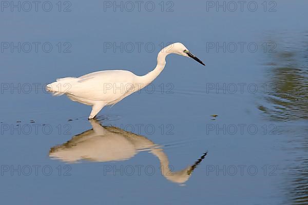 Little Egret