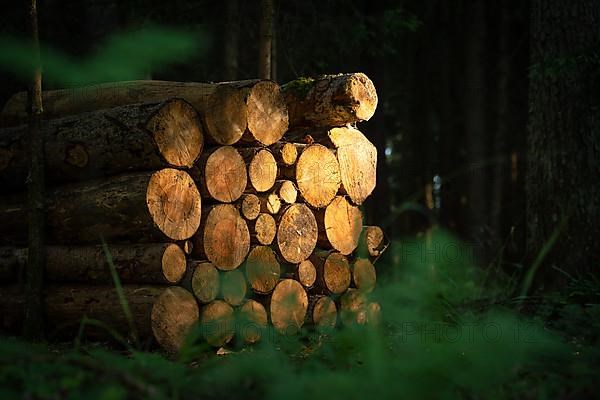 Wood piles in the evening light in the forest
