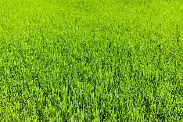 Rice paddy field close up. Tamil Nadu