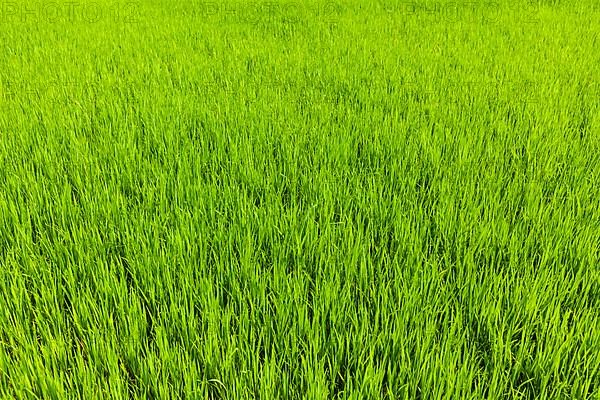 Rice paddy field close up. Tamil Nadu