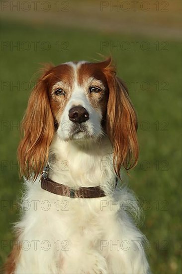 Hunting dog Irish Setter