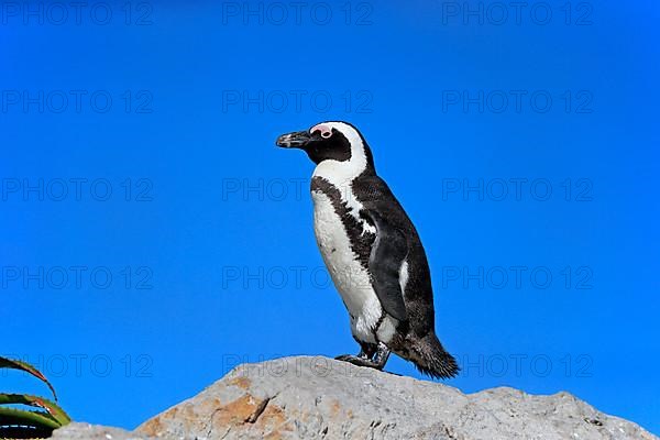 African penguin