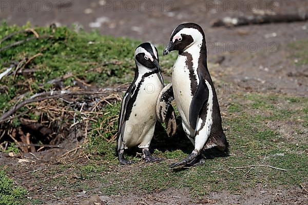 African penguin