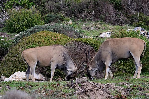 Common eland