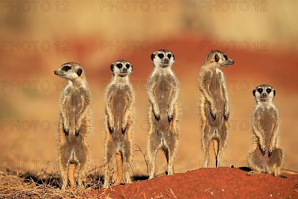 Meerkats