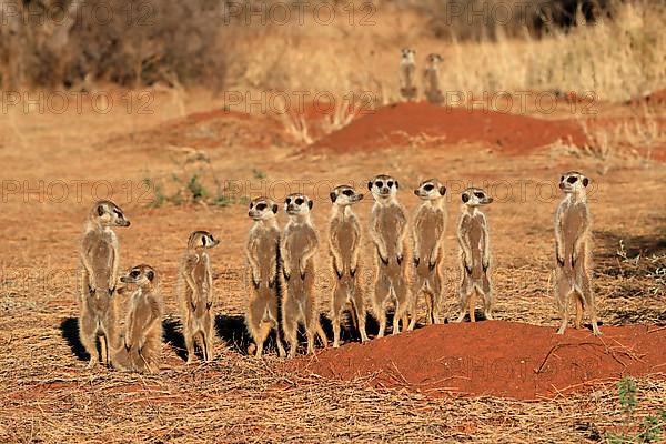 Meerkats