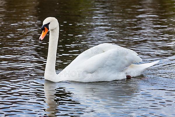 Mute Swan