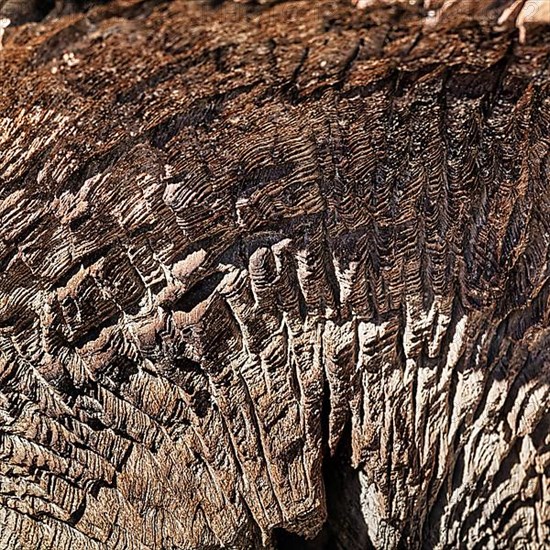 Gnarled log