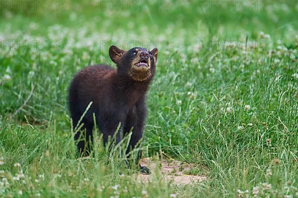 Black bear