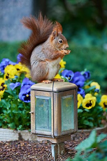 Red Squirrel