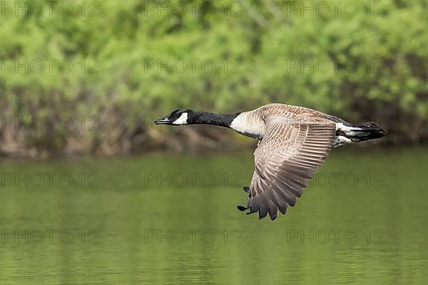 Canada goose