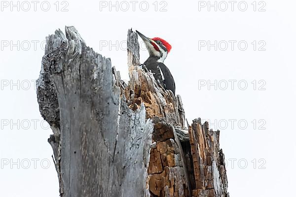 Pileated woodpecker