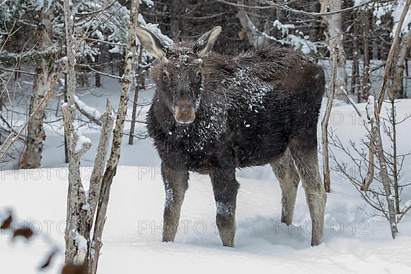 A ten months old bull moose watches ahead in a forest in winter. Alces americanus