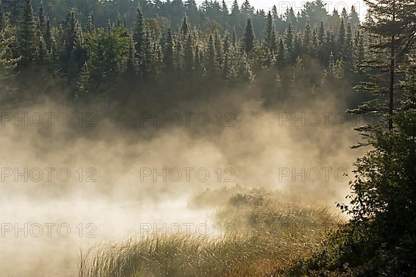 Marshland and mist at dawn