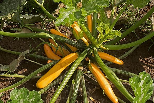 Yellow zucchinis growing in a kitchen garden.