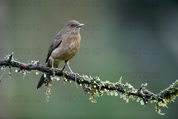 Clay-colored thrush