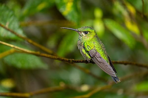 Green-crowned brilliant