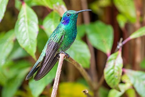 Mexican violetear