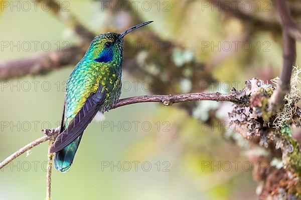 Mexican violetear