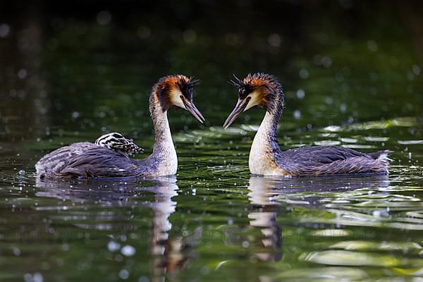 Great Crested Grebe