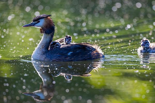 Great Crested Grebe