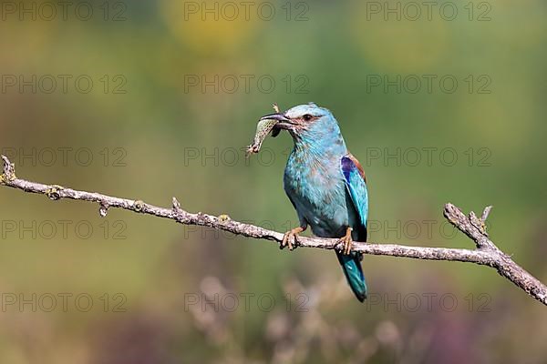 European roller