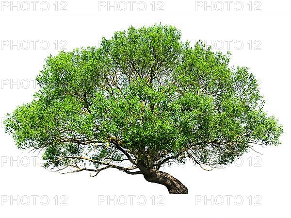 Natural tree isolated on white